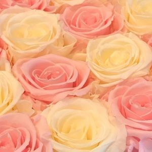 Meet your Posher, Jess